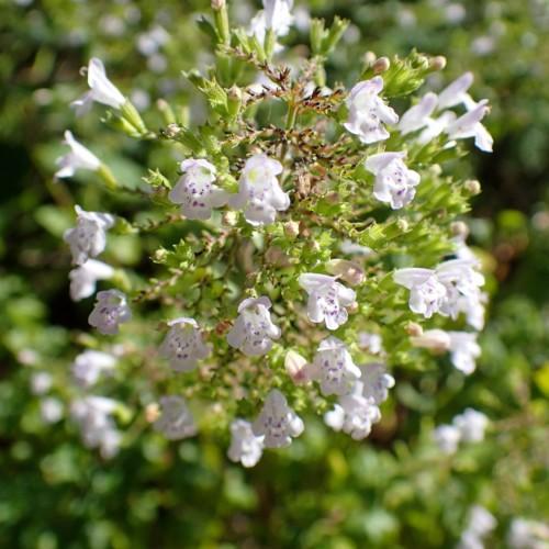 White-lavender-purple flowers with lime center and sepals, lavender-white buds, lime stems