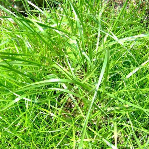 Green foliage.