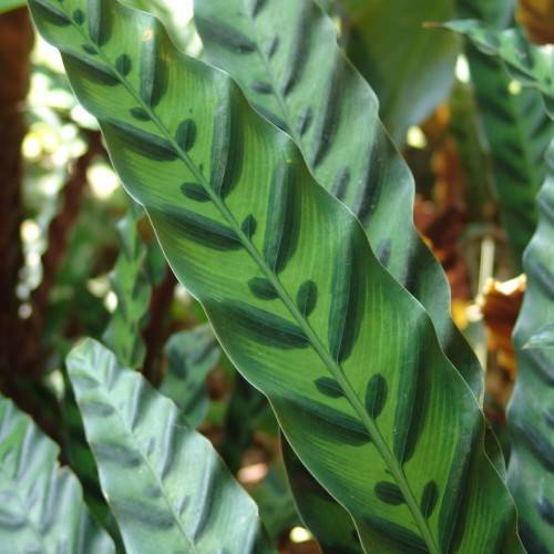 Green leaves.