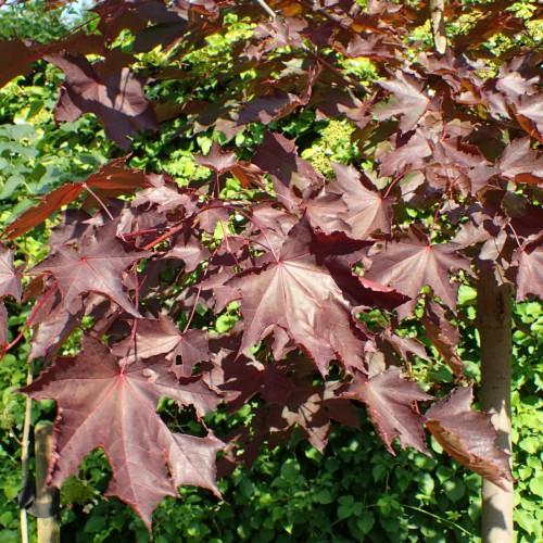 burgundy leaves with burgundy-red stems