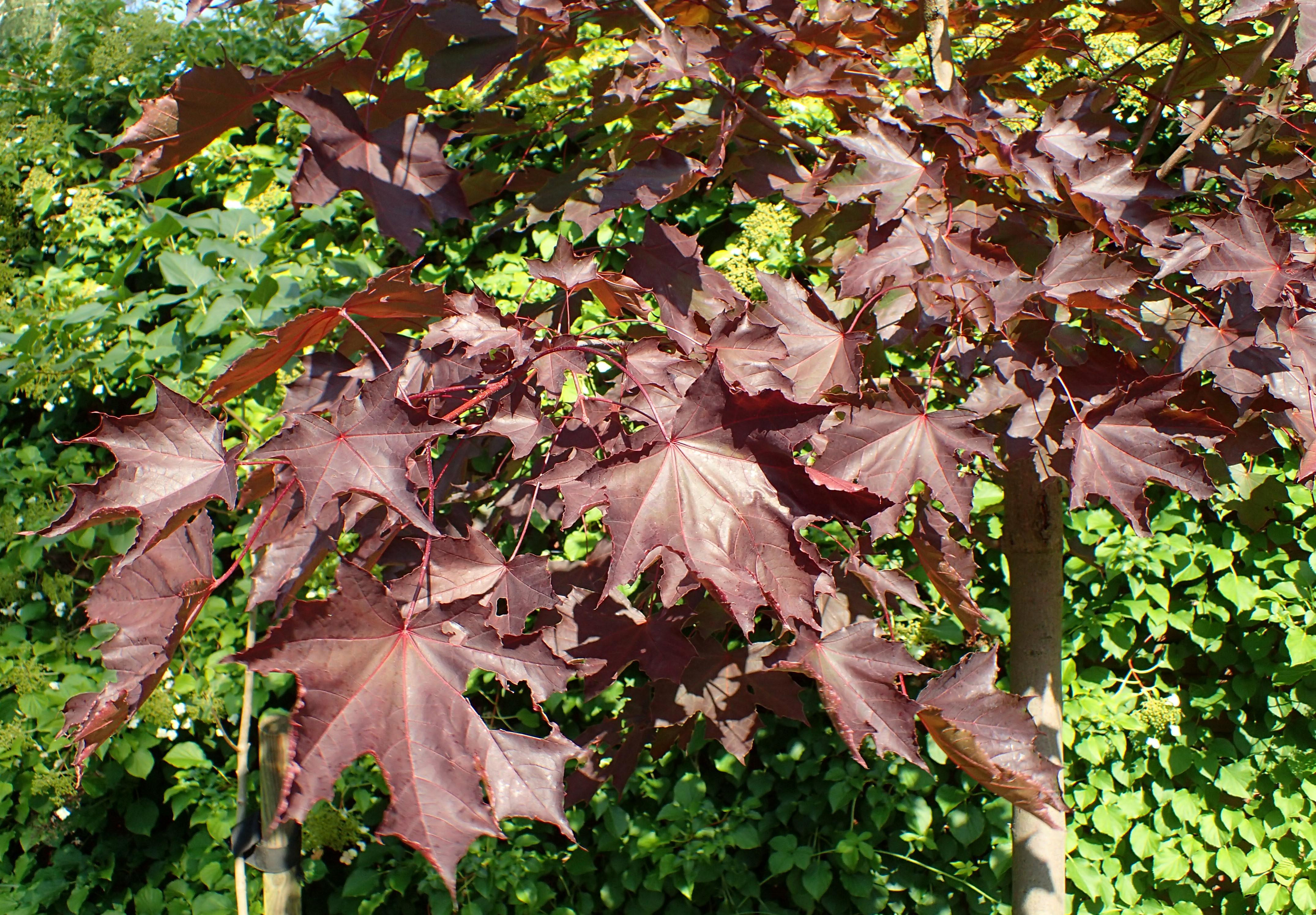 burgundy leaves with burgundy-red stems
