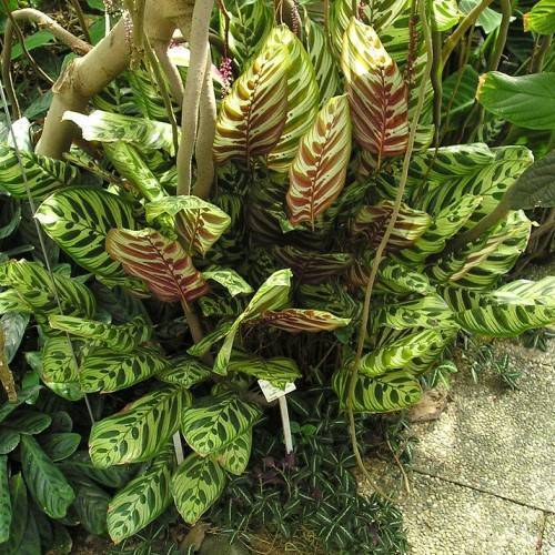 Creamy-green-maroon leaves on green stems.