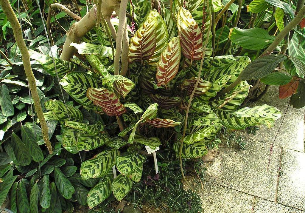 Creamy-green-maroon leaves on green stems.