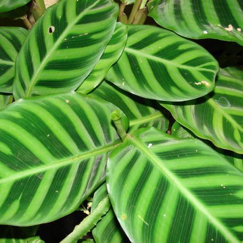 Green leaves with lime-green midribs.