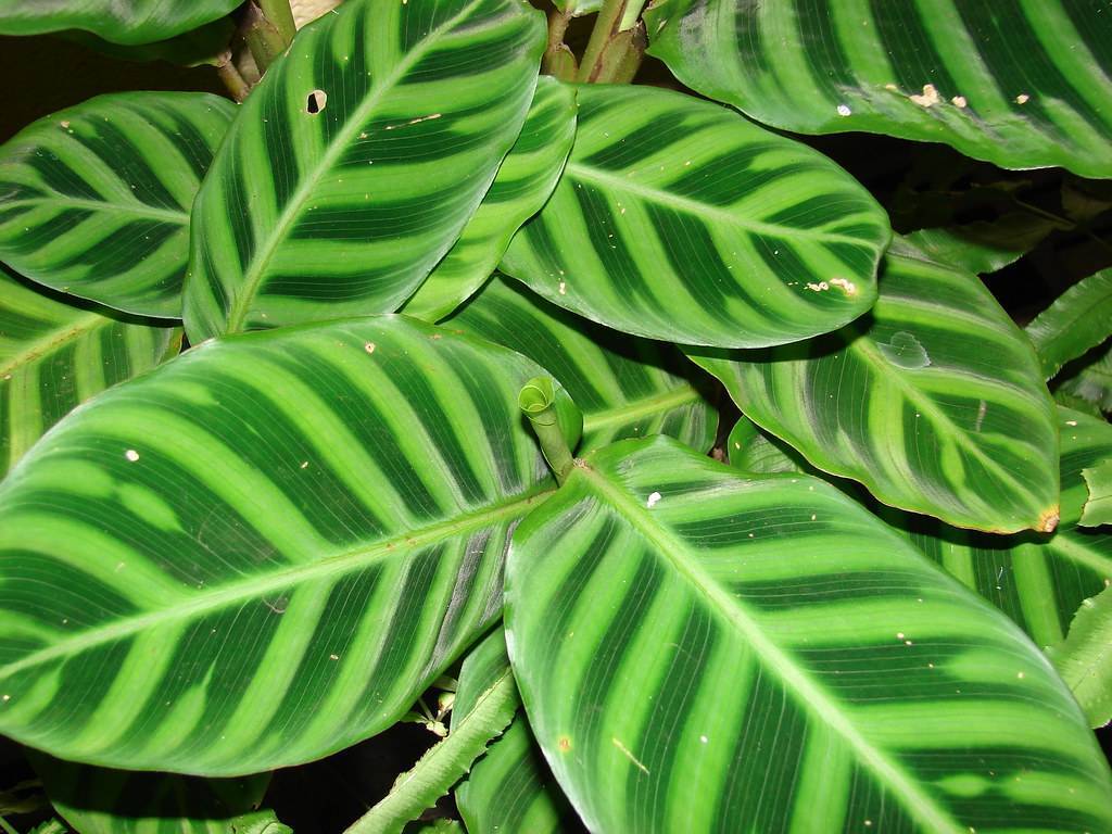 Green leaves with lime-green midribs.