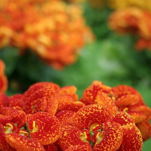 Orange-red-yellow fruits.