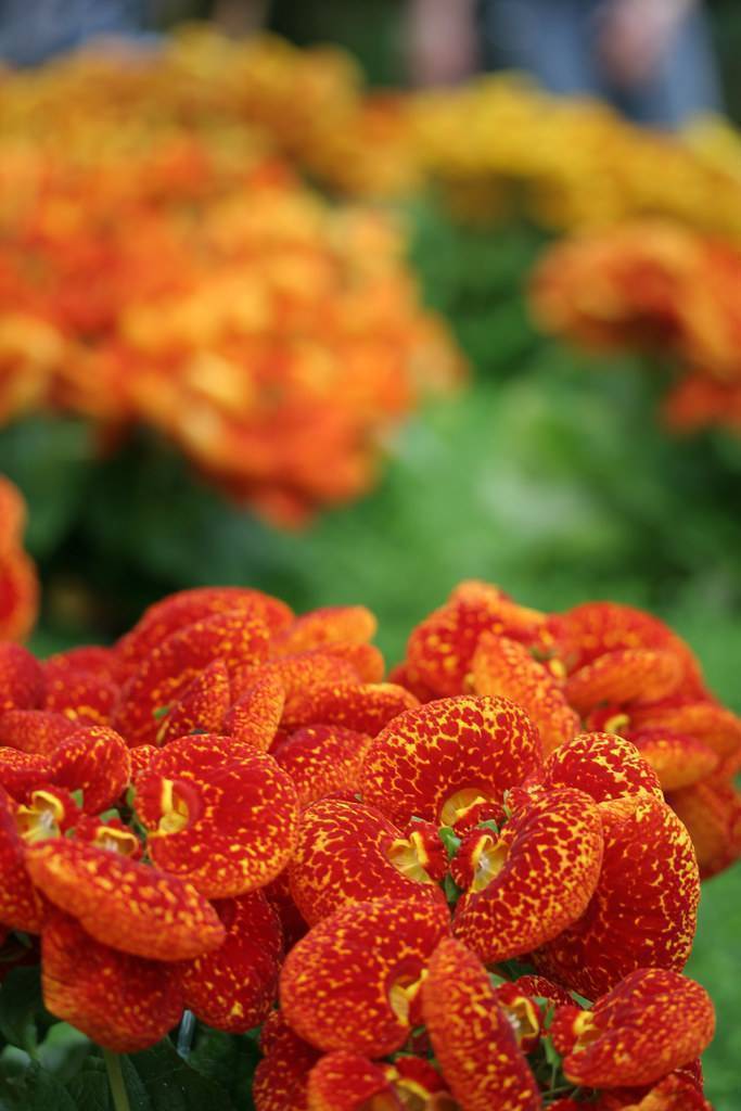 Orange-red-yellow fruits.