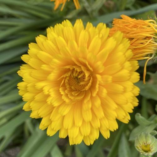 Bright-yellow flower with yellow stamens and green leaves in the background.