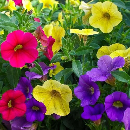 Violet-pink-yellow flowers with yellow center, green leaves stems and buds, white hair and green midrib.