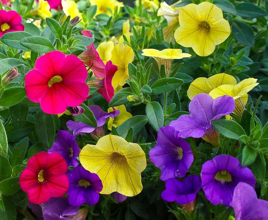 Violet-pink-yellow flowers with yellow center, green leaves stems and buds, white hair and green midrib.