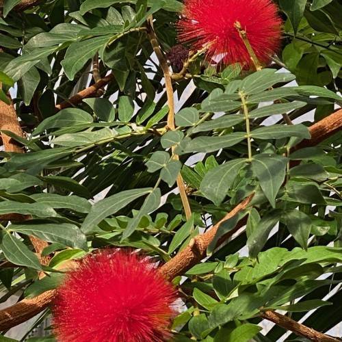 Red flowers with dark-green leaves and brown stems.