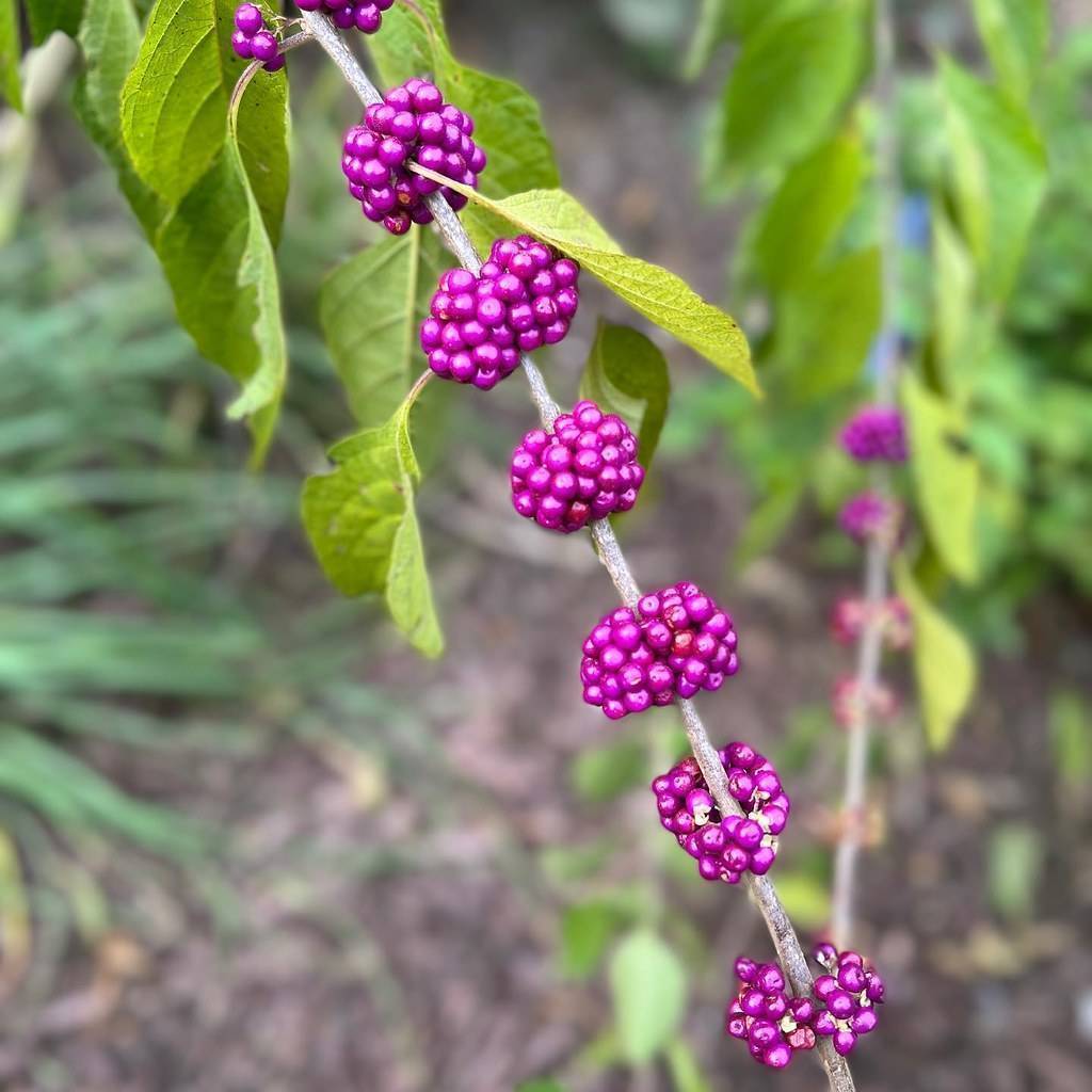 Bright-purple fruits along green stems and pale-green leaves.