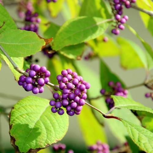 Violet-purple fruits in along green stems and green leaves.