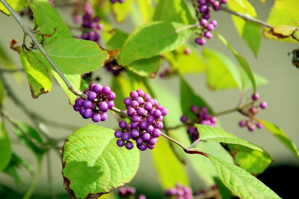 Violet-purple fruits in along green stems and green leaves.