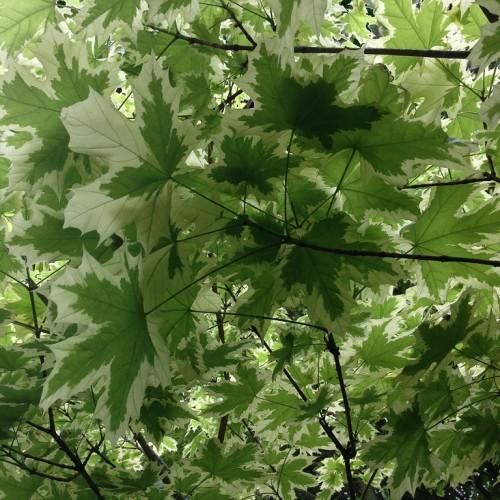 Dark green-white leaves with prominent green veins growing on brown stems.