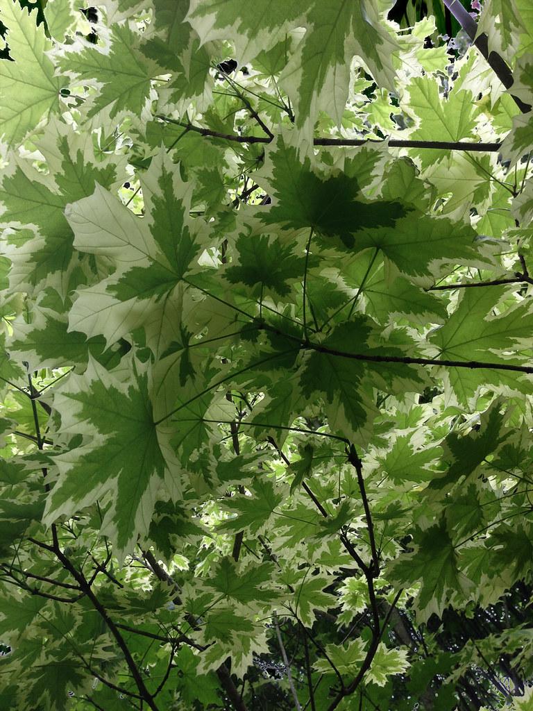 Dark green-white leaves with prominent green veins growing on brown stems.  