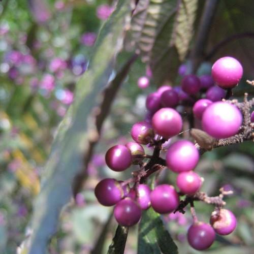 Purple fruit with green leaves and purple-brown stems.