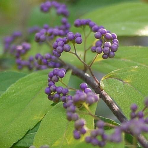 Purple fruits, green leaves along the brown-purple stem.