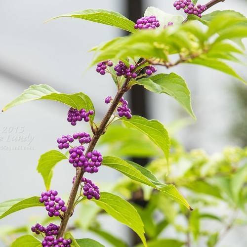 Purple berries, green leaves, and a brown stem.
