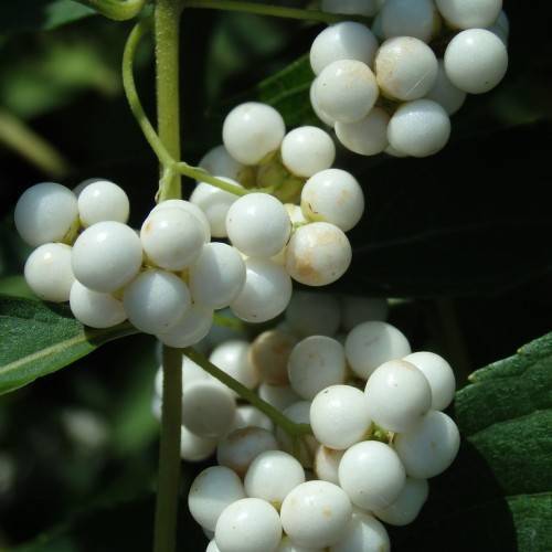 White berries with dark-green leaves and green stems.
