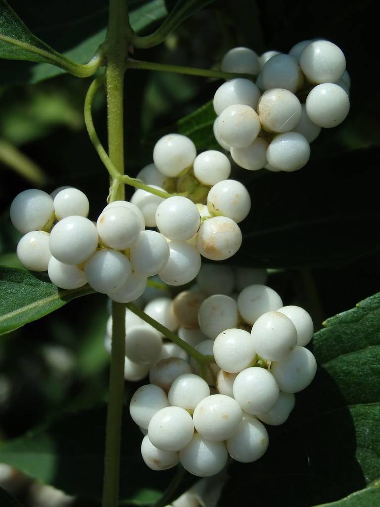 White berries with dark-green leaves and green stems.
