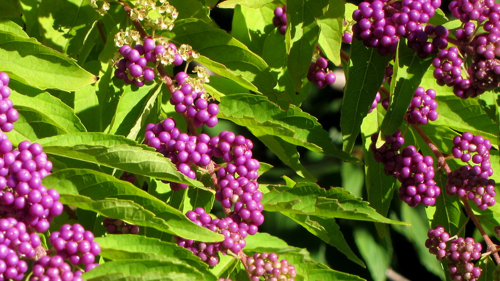 Bright-purple berries, green leaves, and white flowers.