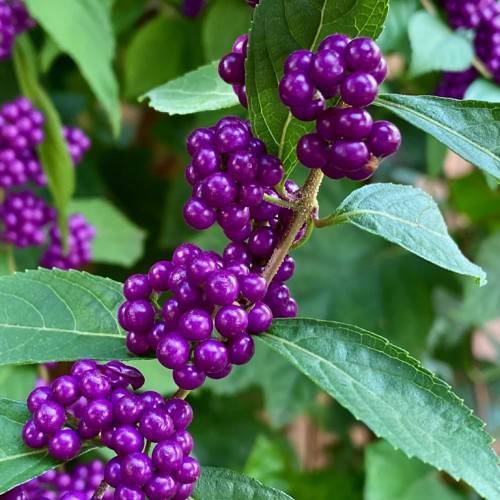 Deep purple berries, and green leaves on maroon stems.