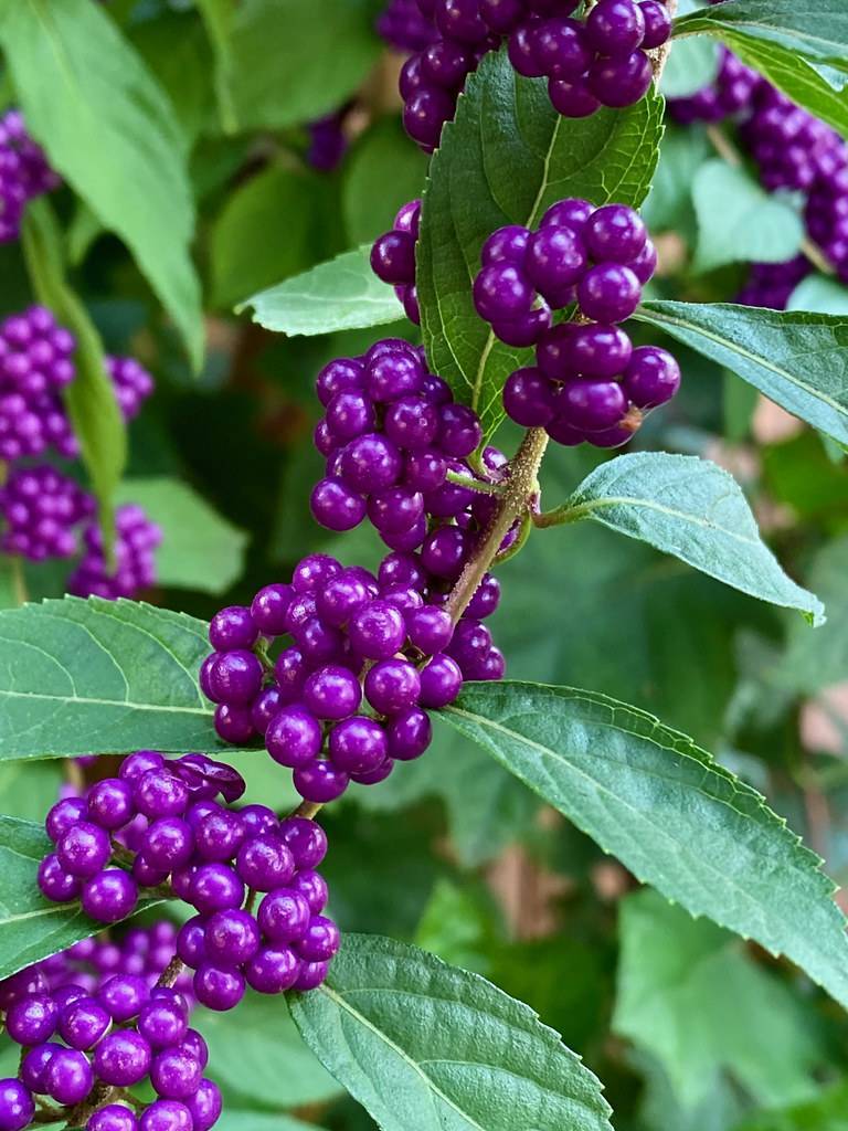 Deep purple berries, and green leaves on maroon stems.