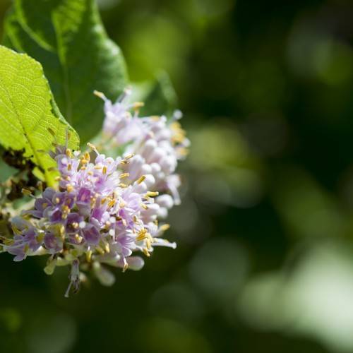 Pink-purple flowers with yellow-stamens and dark-green leaves.