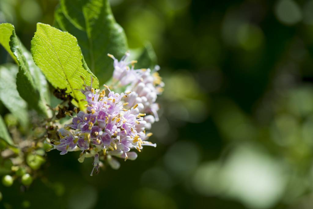 Pink-purple flowers with yellow-stamens and dark-green leaves.