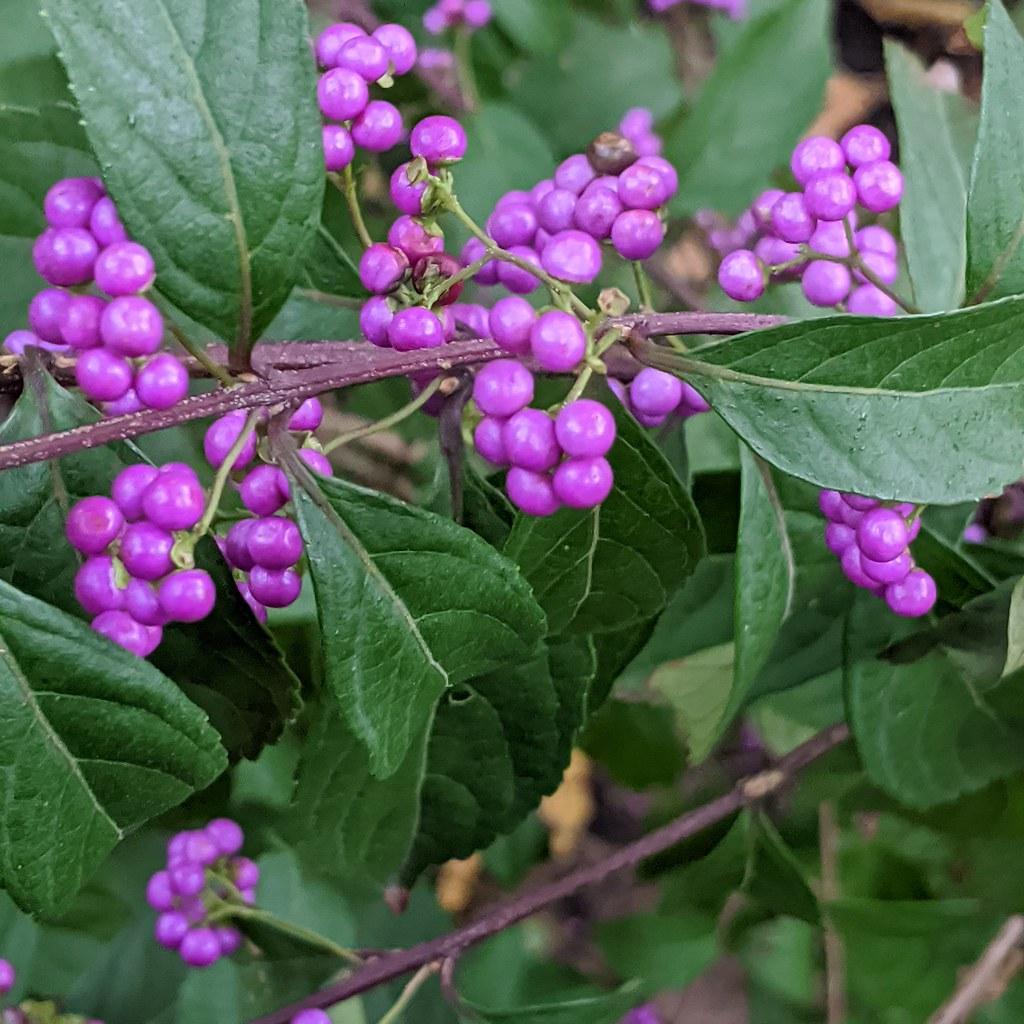 Purple fruits with green branches and leaves with purple-brown petiole and stems, yellow midrib and veins.