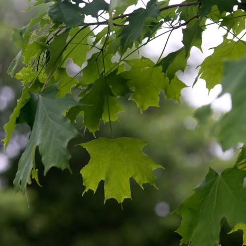 lime-green leaves with brown-green stems