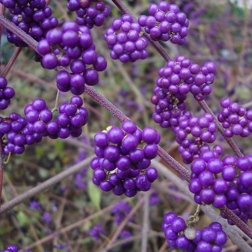 Deep-purple fruits on purple stems.