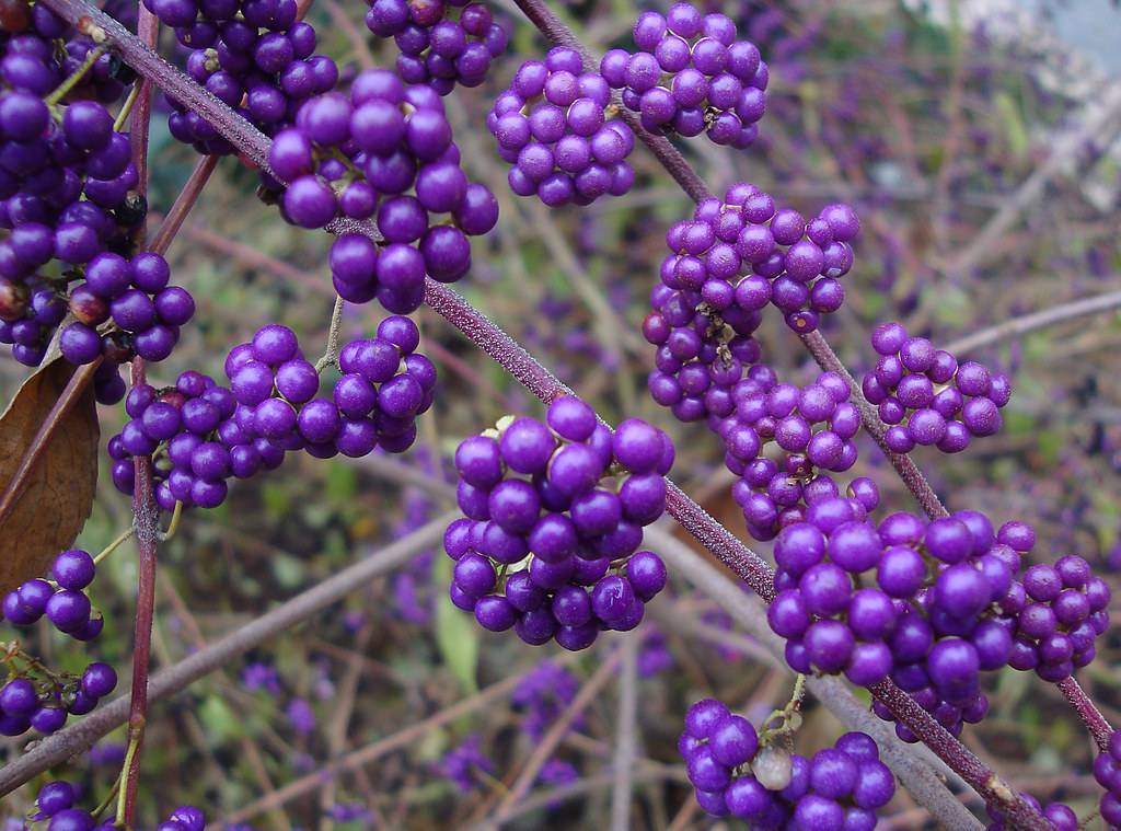 Deep-purple fruits on purple stems.