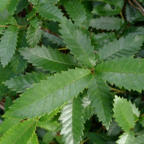 Dark-green leaves on brown-green stem.