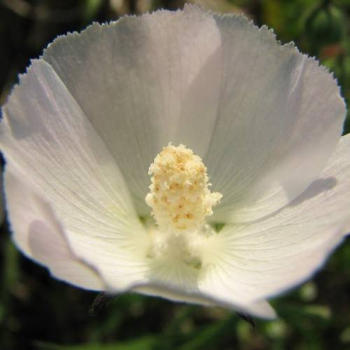 White flower with cream-white spadix.