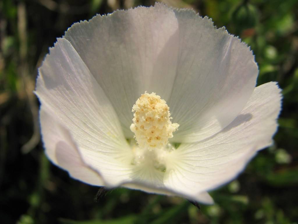 White flower with cream-white spadix.