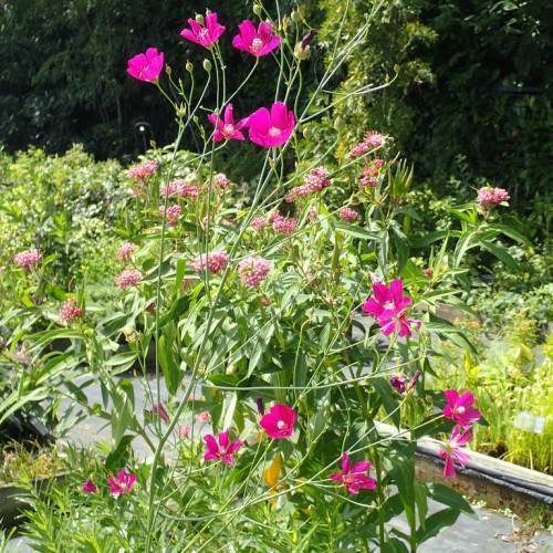 Green stems with green apical buds, leaves, and pink flowers.