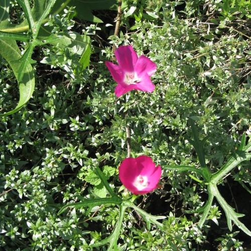 Magenta flower with white center green leaves, lime-green stems and yellow midrib.