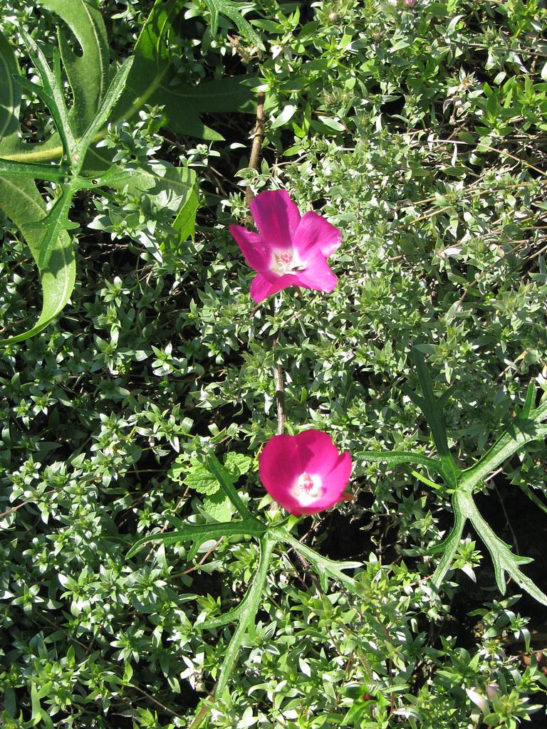 Magenta flower with white center green leaves, lime-green stems and yellow midrib.