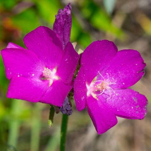 Dark-magenta petals with pink stamens on a green stem.