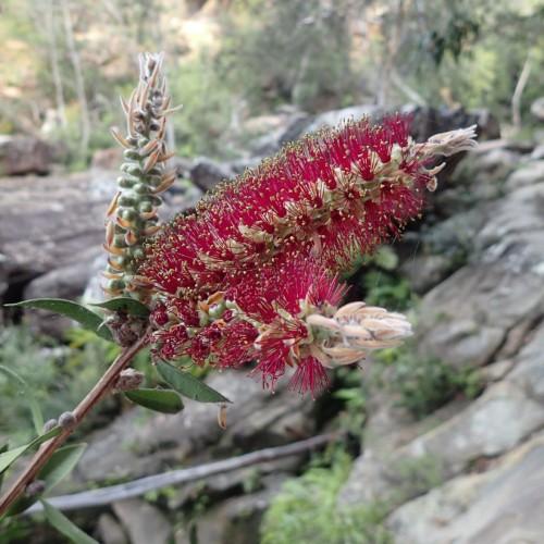 Beige flowers with green buds and white hair, dark-red filament, yellow anthers, green leaves and brown stems.