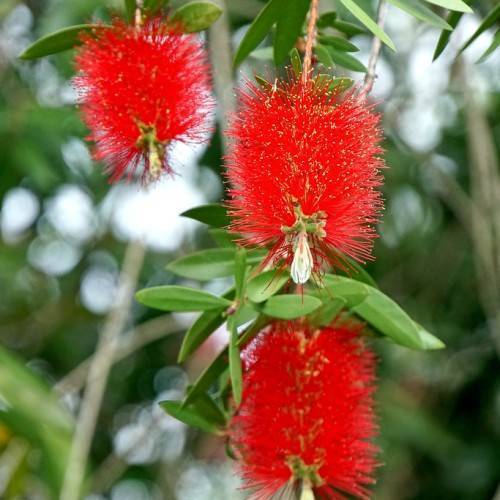 Bright-red flowers and green leaves with gray-green branches.
