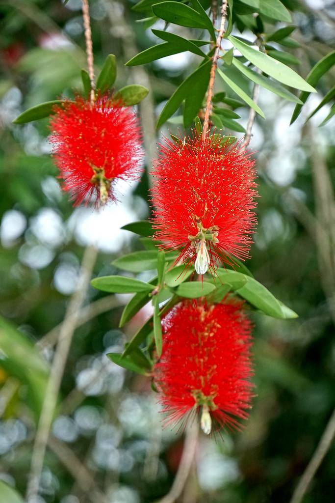 Bright-red flowers and green leaves with gray-green branches.