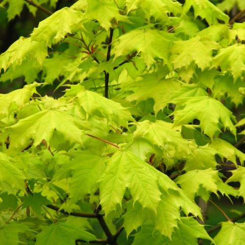 lime leaves with brown stems
