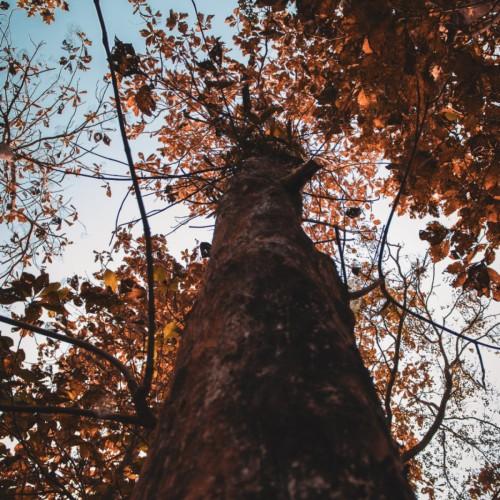 A tall tree with a strong dark-brown trunk, and having dark-brown branches that are filled with green-yellow leaves