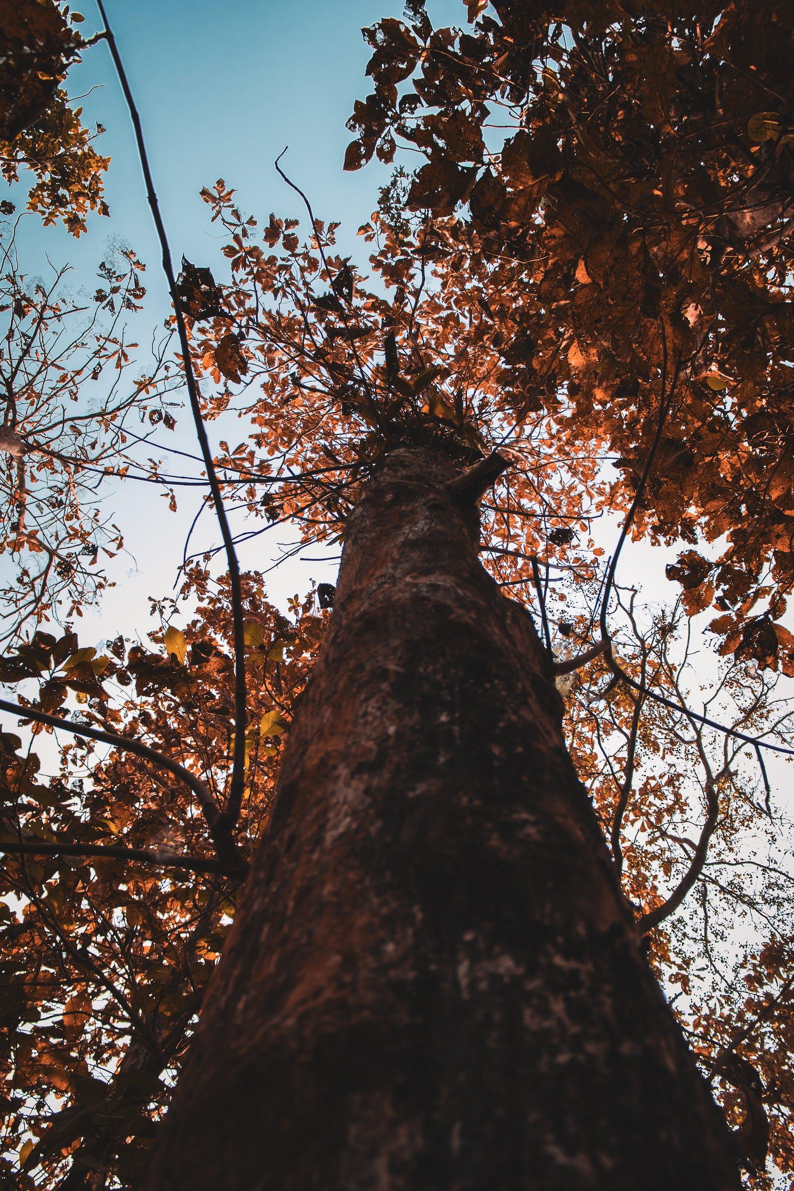 A tall tree with a strong dark-brown trunk, and having dark-brown branches that are filled with green-yellow leaves 