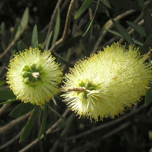 White-lime filaments with lime anthers and buds, brown stems and green leaves.