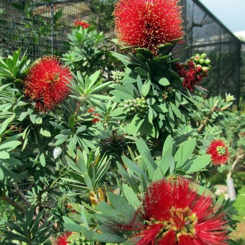 Green leaves and buds with red flowers, yellow anthers on green stems and green leaves.