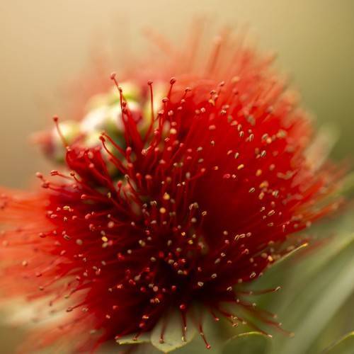 Deep-red flower and blurry green leaves.